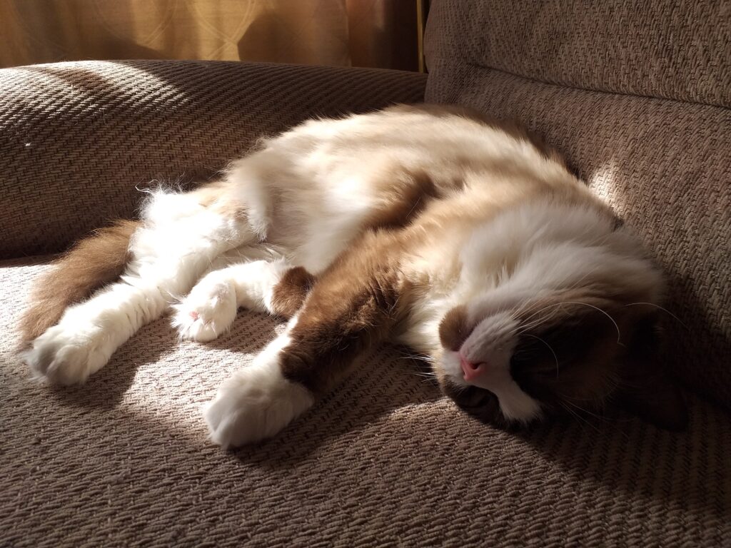 A photograph of Margot, a ragdoll cat, sleeping on her side in a shaft of sunlight. She has fluffy fur in shades of brown and cream.