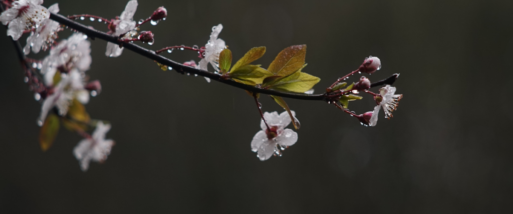Photo of cherry blossoms growing on a tree branch with water droplets on the flowers. 
